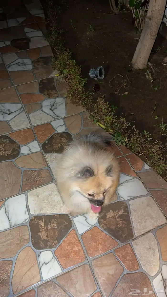 كلب بومرينيان للبيع فقط تم البيع 1