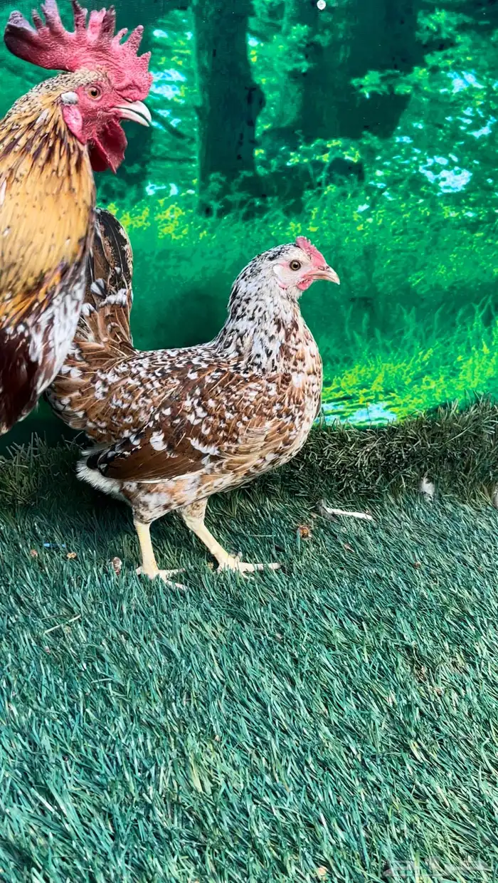 دجاج عربي ماكنتوش 44