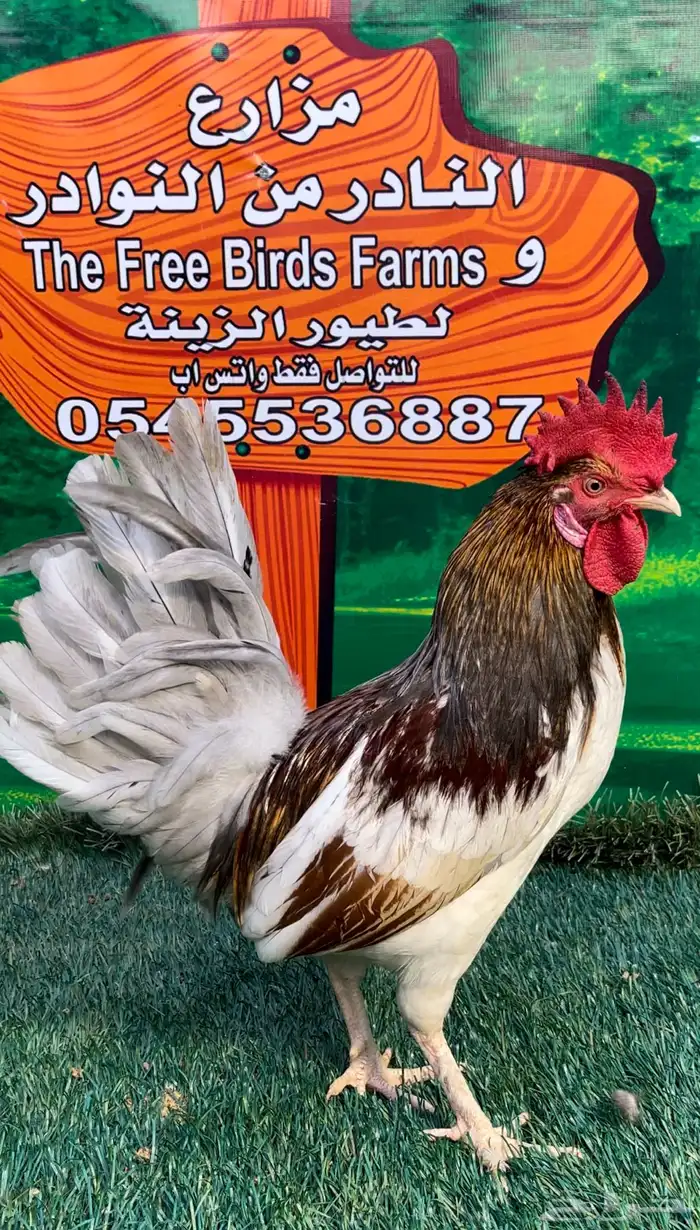 دجاج عربي ماكنتوش 83