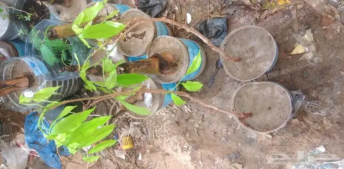 شتلات ليتجي تصنيف ampawaقزم الترقيد الهوآئي 3