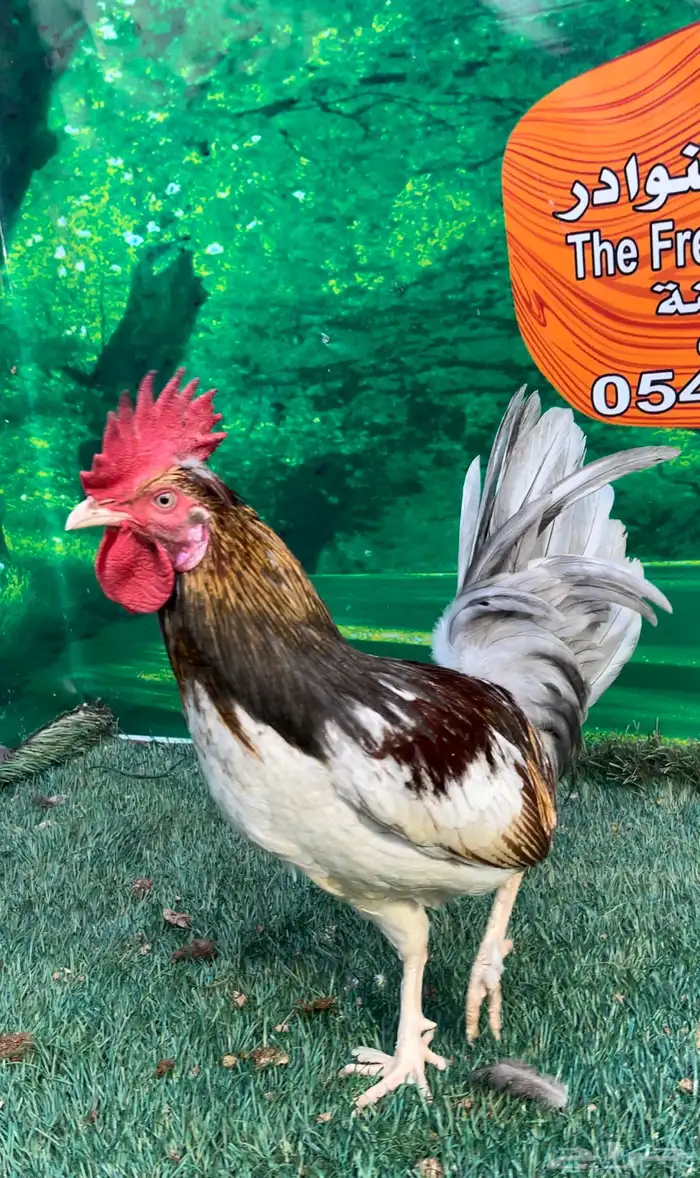 دجاج عربي ماكنتوش 73