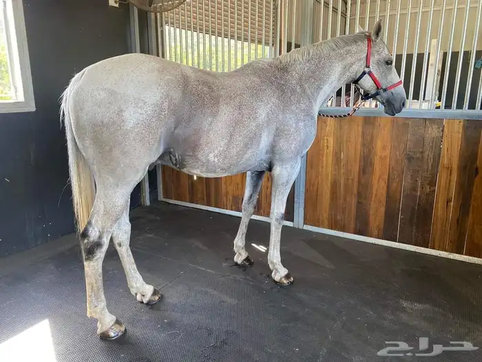 أرضيات مطاطيه بلاط مطاطي رول مطاطي ارضيات اسطبلات الخيل 23