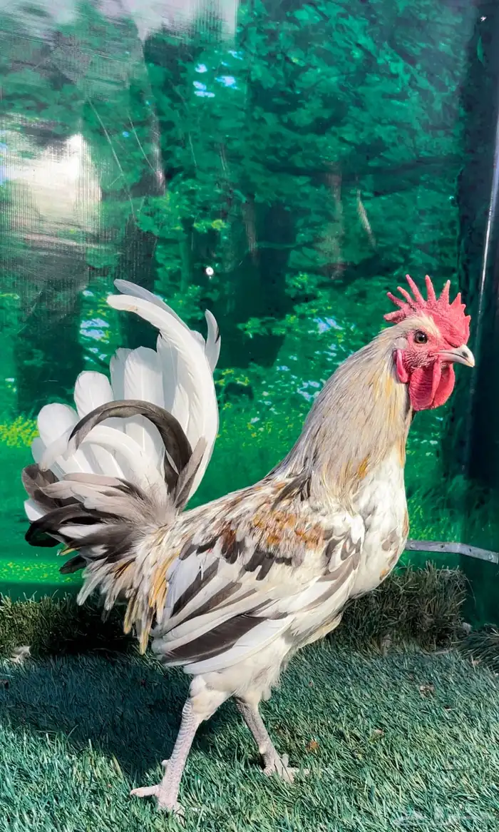 دجاج عربي ماكنتوش 31