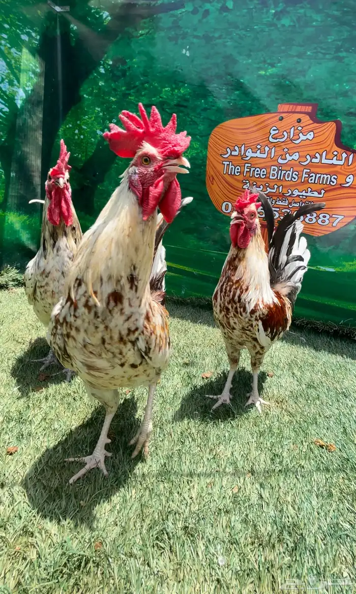 دجاج عربي ماكنتوش 19