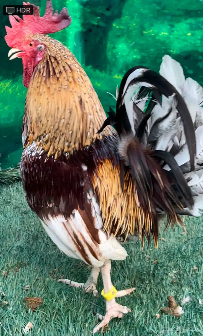 دجاج عربي ماكنتوش 62