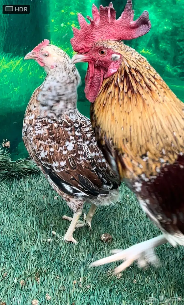 دجاج عربي ماكنتوش 52