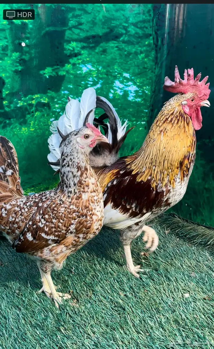 دجاج عربي ماكنتوش 42