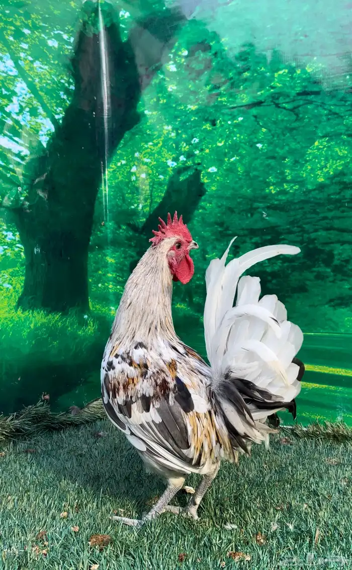 دجاج عربي ماكنتوش 32