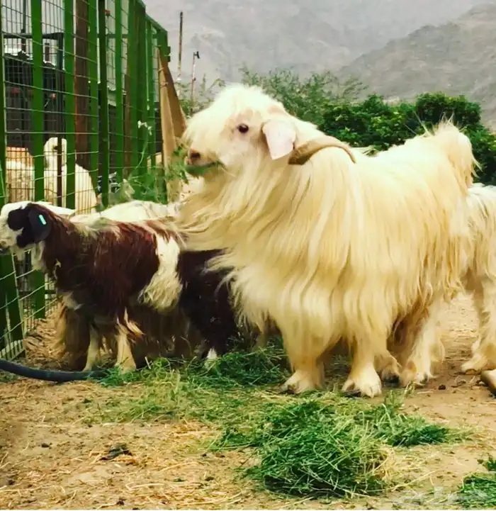ماعز عماني رحبي 2