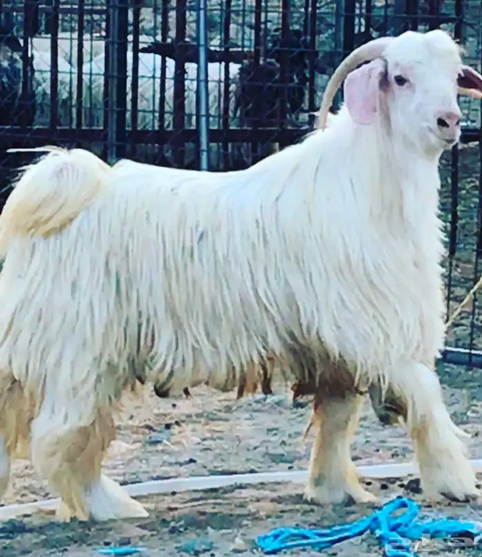 ماعز عماني رحبي 3
