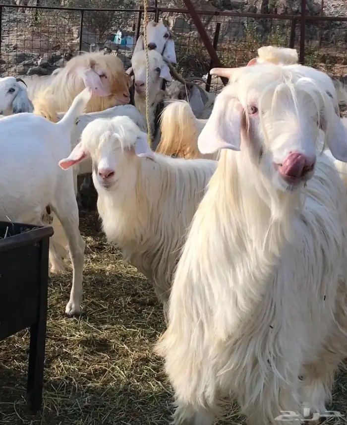 ماعز عماني رحبي 1