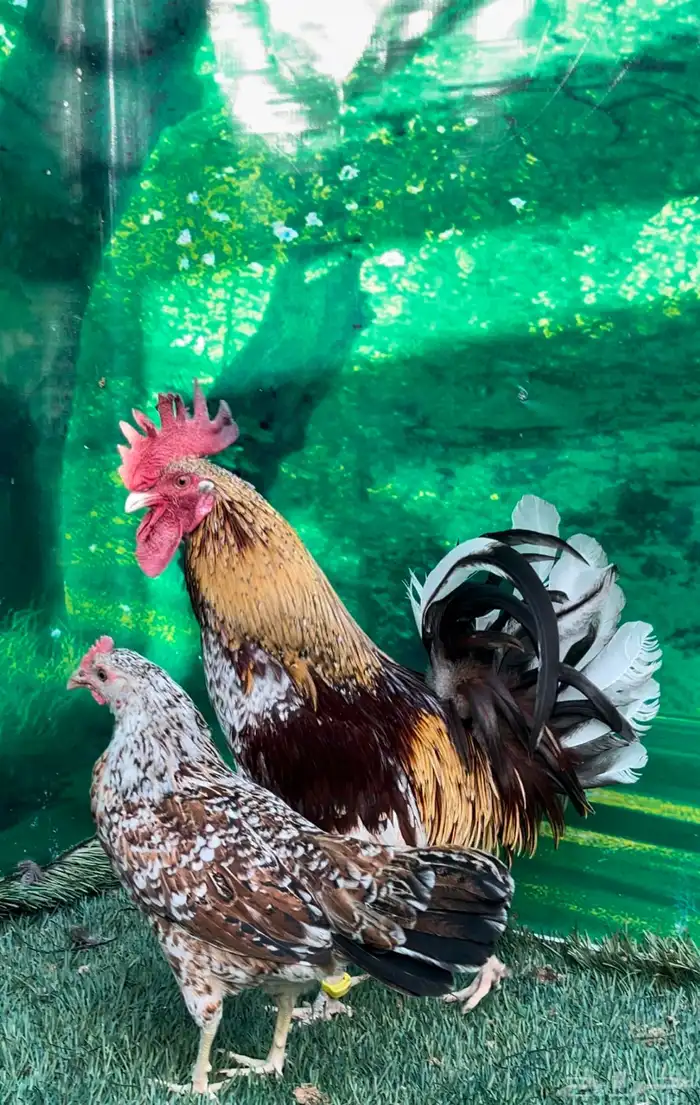 دجاج عربي ماكنتوش 63