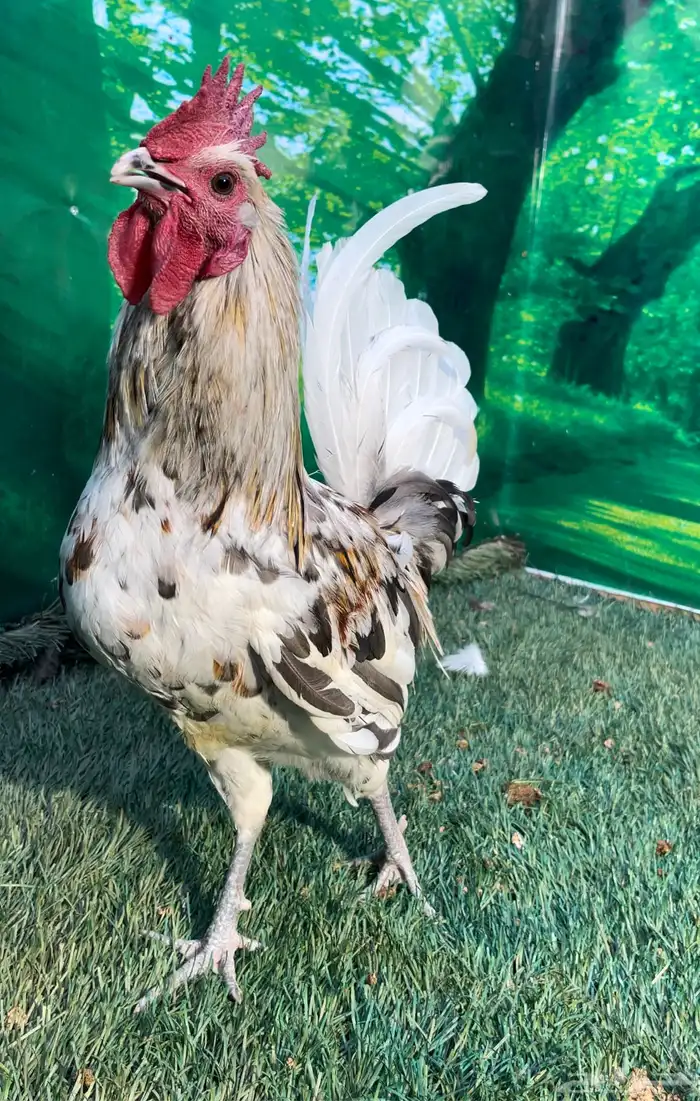 دجاج عربي ماكنتوش 23