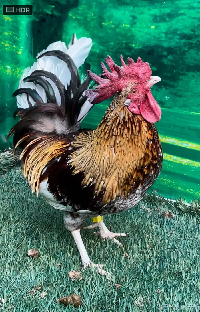 دجاج عربي ماكنتوش 47