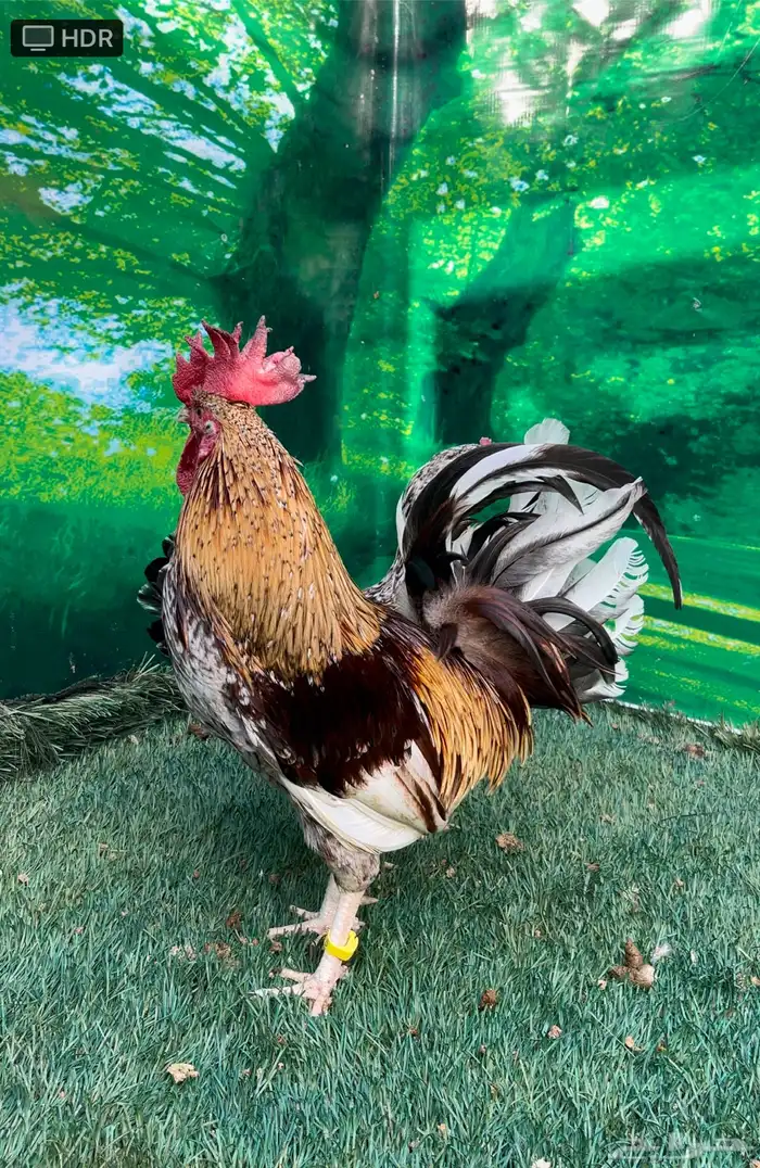 دجاج عربي ماكنتوش 59