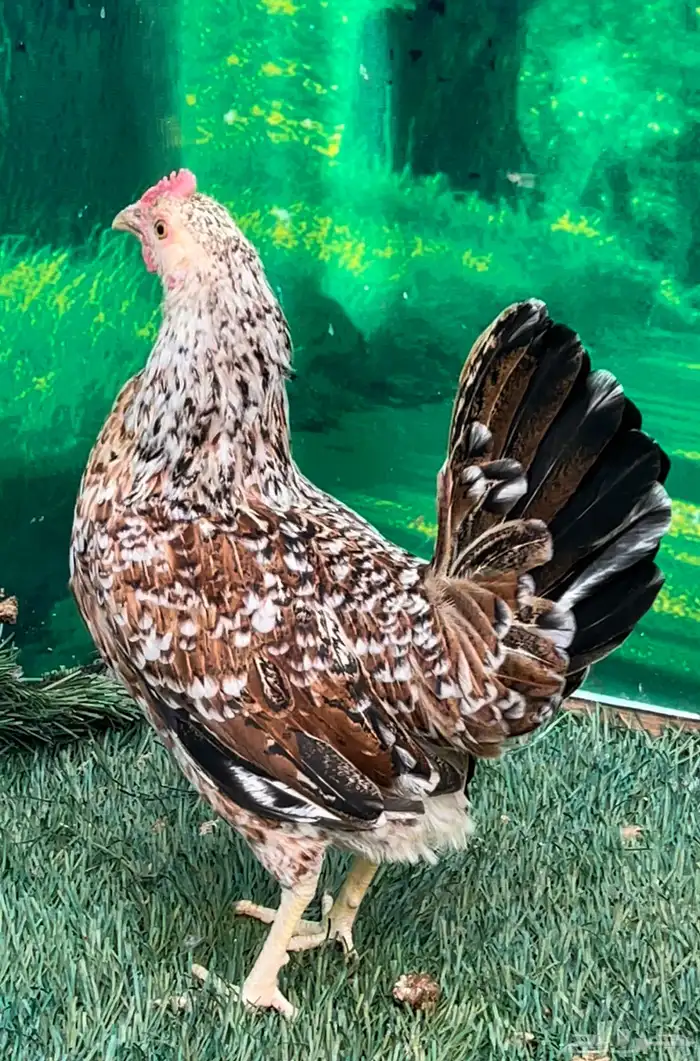 دجاج عربي ماكنتوش 56