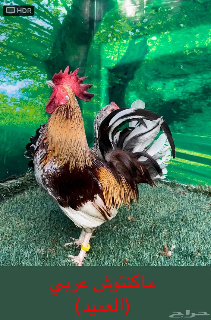 دجاج عربي ماكنتوش 68