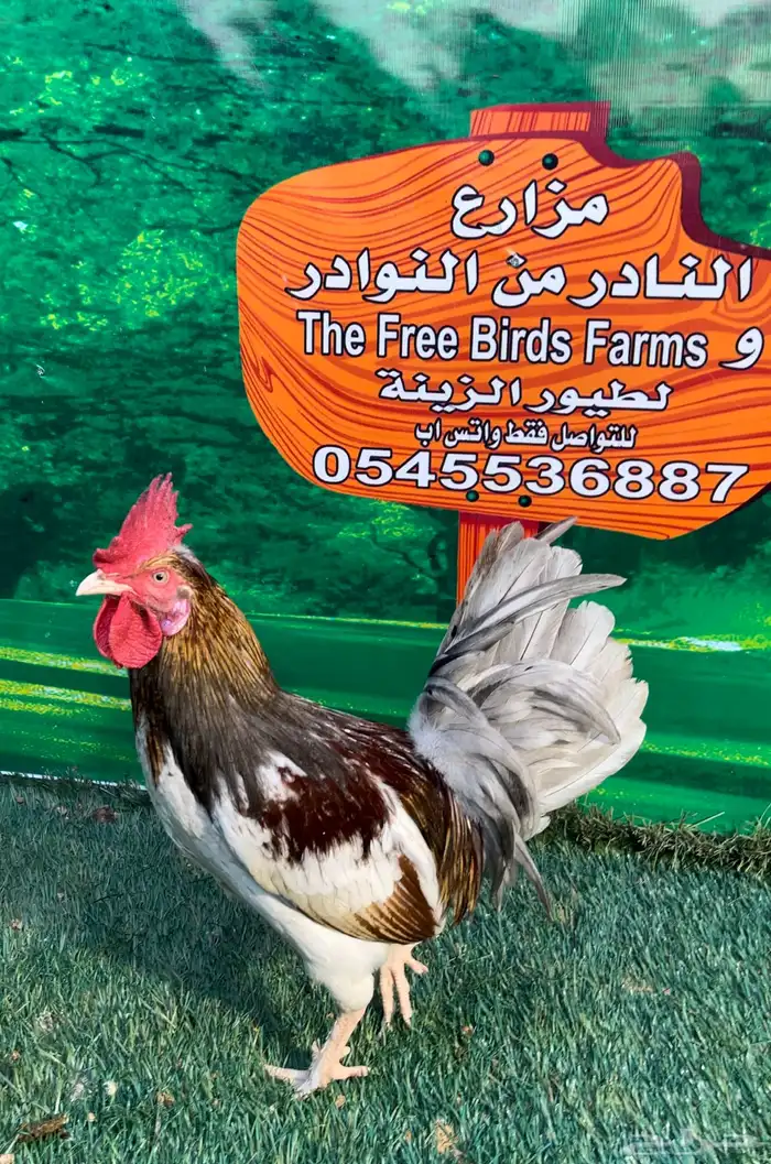 دجاج عربي ماكنتوش 90