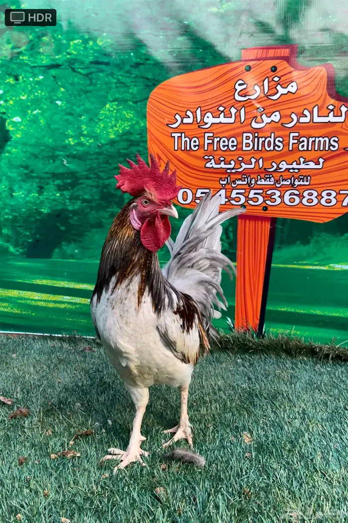 دجاج عربي ماكنتوش 75