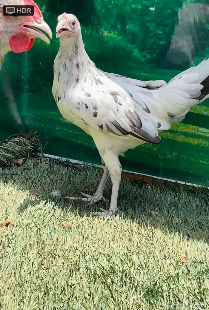 دجاج عربي ماكنتوش 13