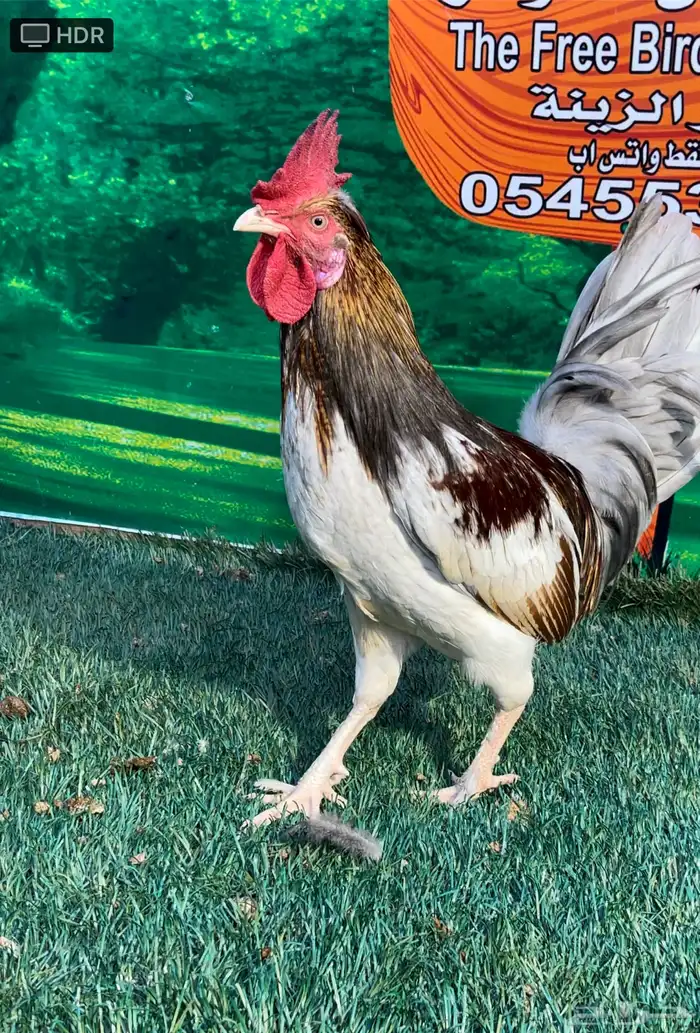 دجاج عربي ماكنتوش 84