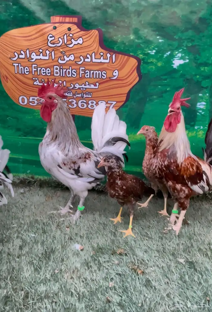 دجاج عربي ماكنتوش 0