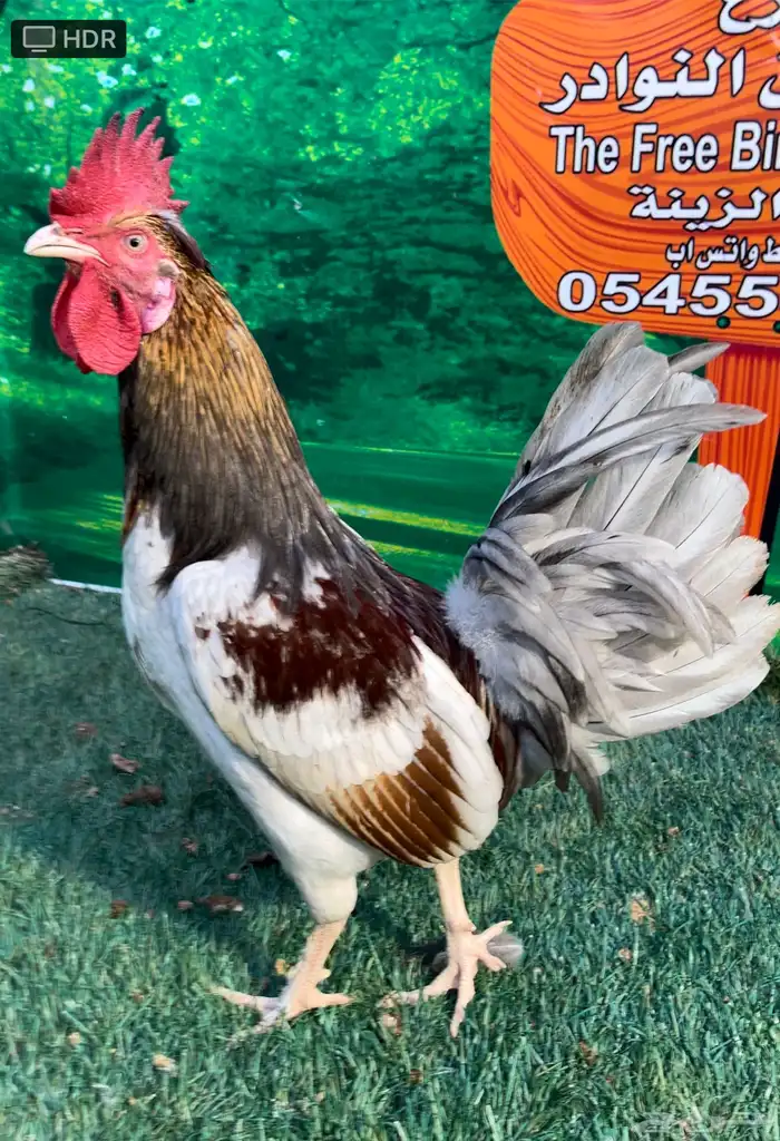 دجاج عربي ماكنتوش 92