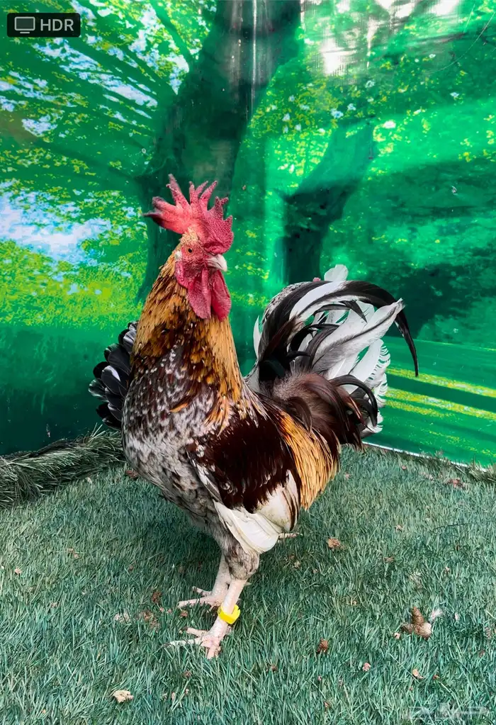 دجاج عربي ماكنتوش 67