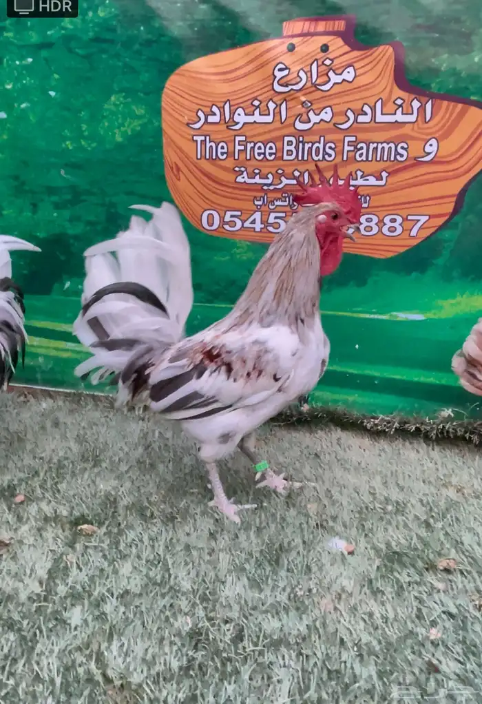 دجاج عربي ماكنتوش 3