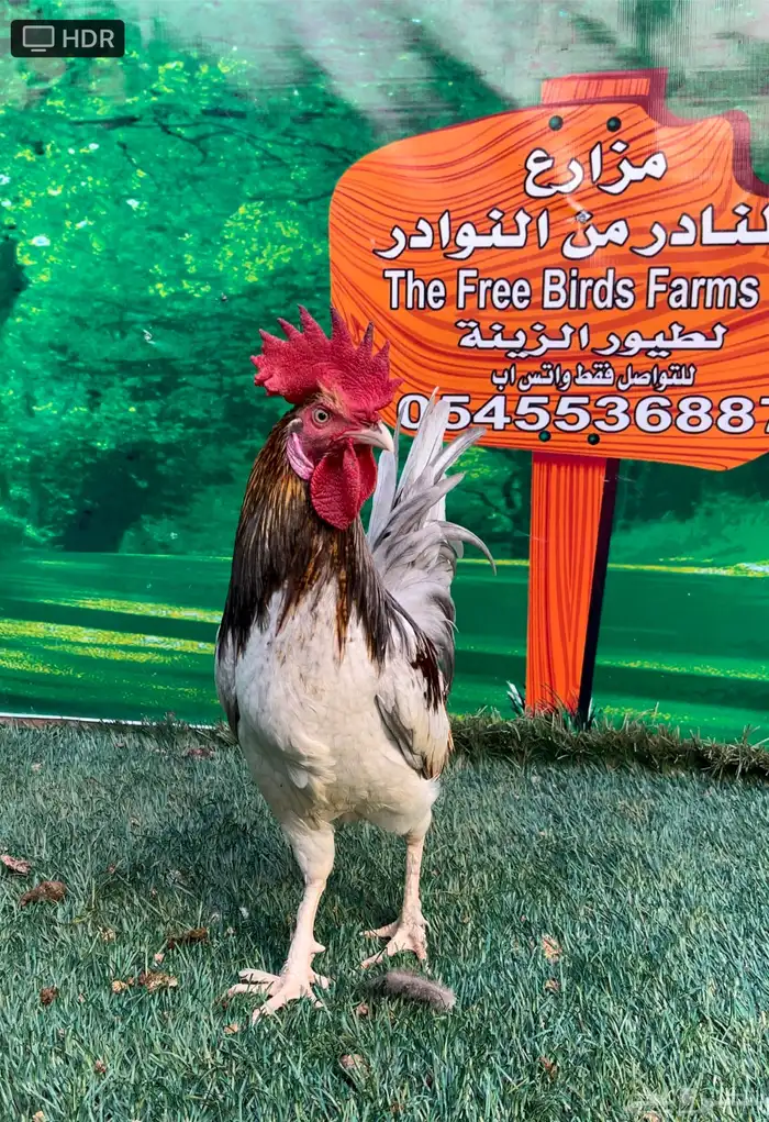 دجاج عربي ماكنتوش 76