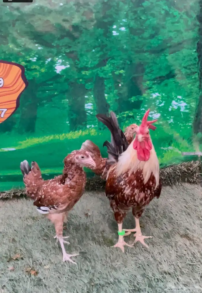 دجاج عربي ماكنتوش 2