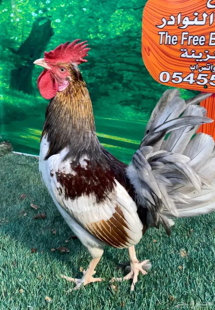 دجاج عربي ماكنتوش 91