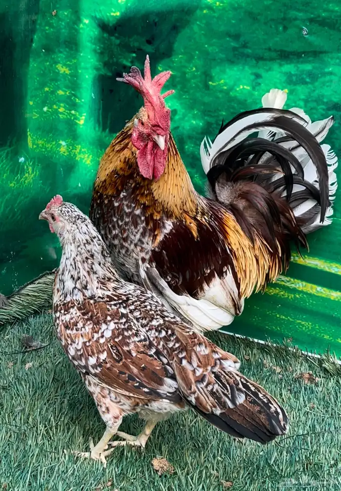 دجاج عربي ماكنتوش 61