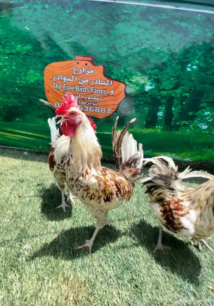 دجاج عربي ماكنتوش 15