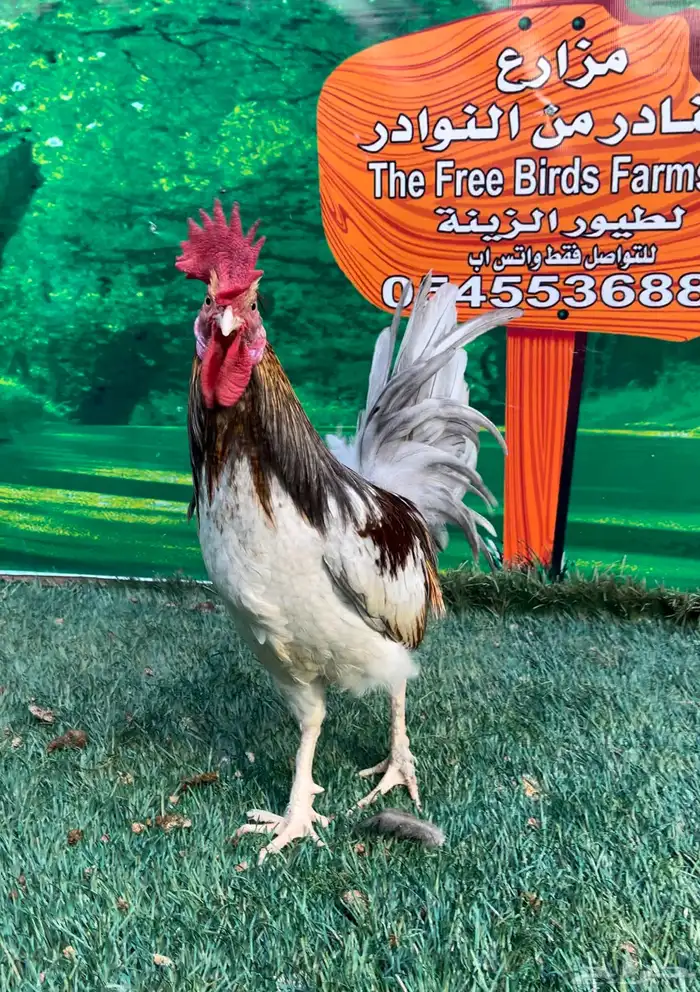 دجاج عربي ماكنتوش 74