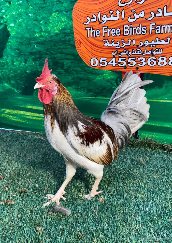 دجاج عربي ماكنتوش 85