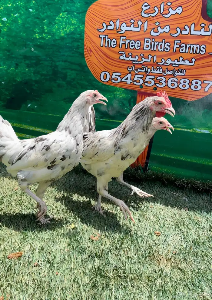 دجاج عربي ماكنتوش 9
