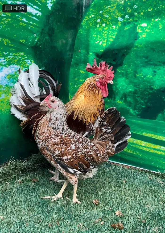 دجاج عربي ماكنتوش 49