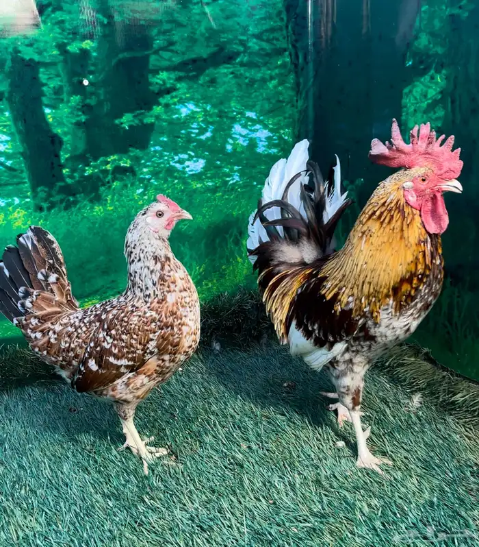 دجاج عربي ماكنتوش 38