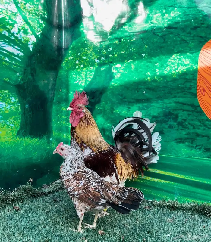 دجاج عربي ماكنتوش 64