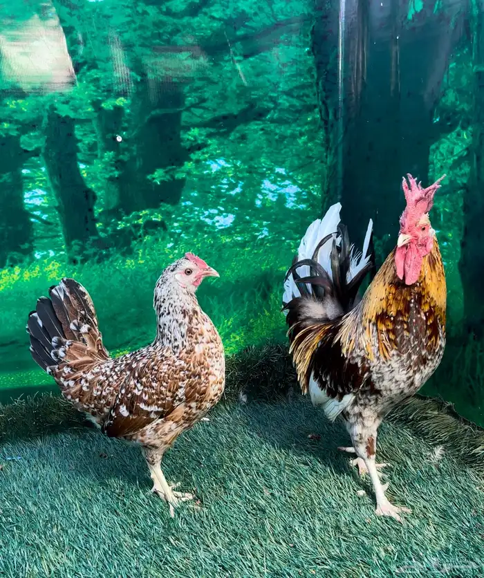 دجاج عربي ماكنتوش 39