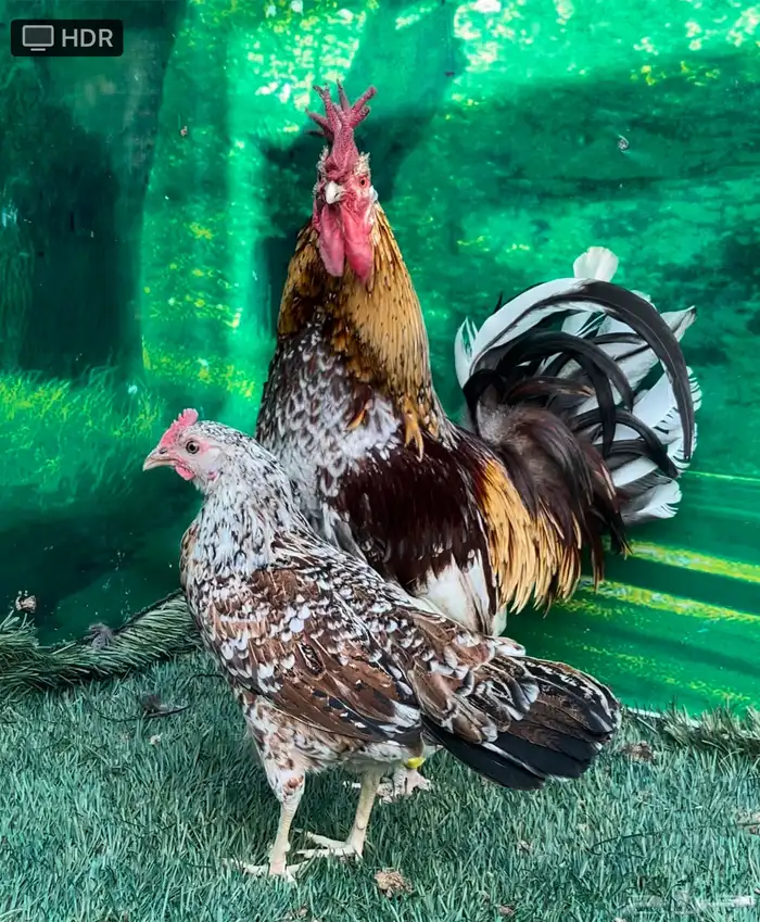 دجاج عربي ماكنتوش 65