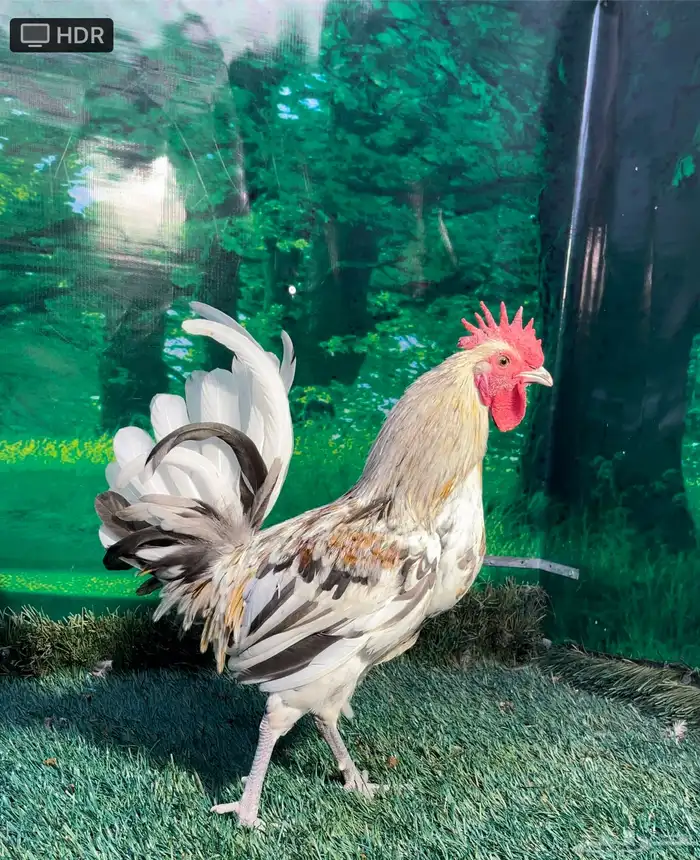 دجاج عربي ماكنتوش 30