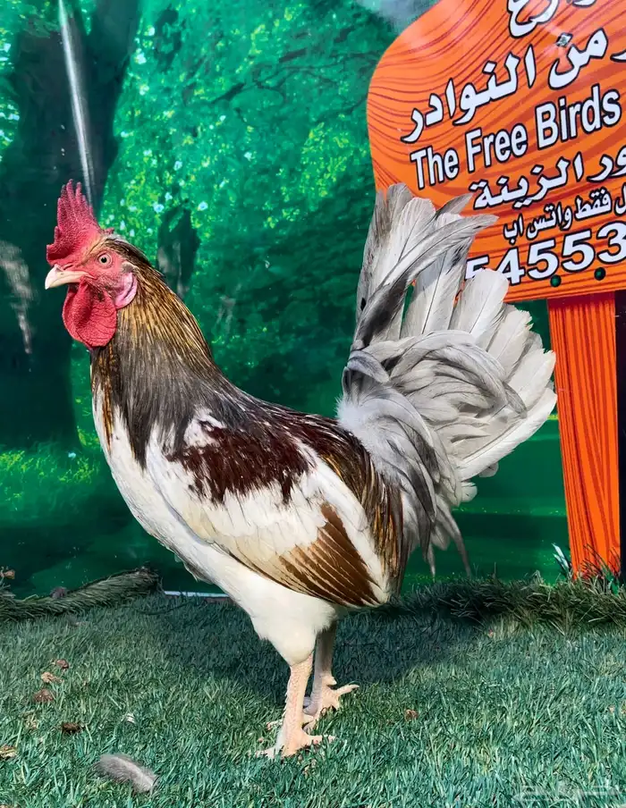 دجاج عربي ماكنتوش 87