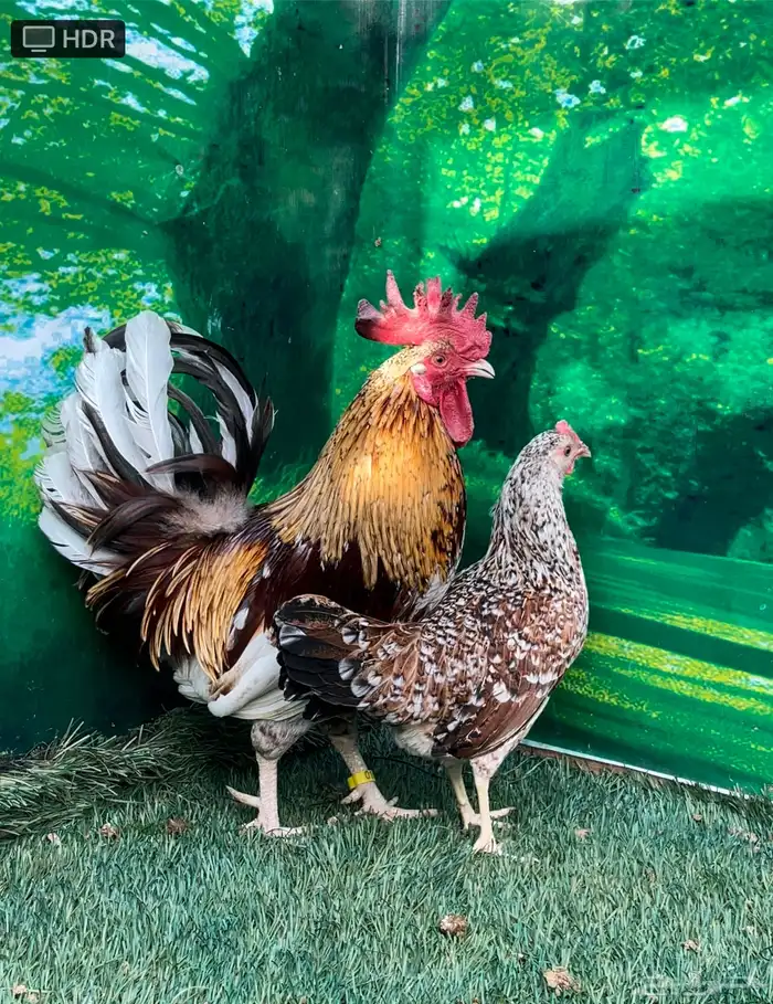 دجاج عربي ماكنتوش 50