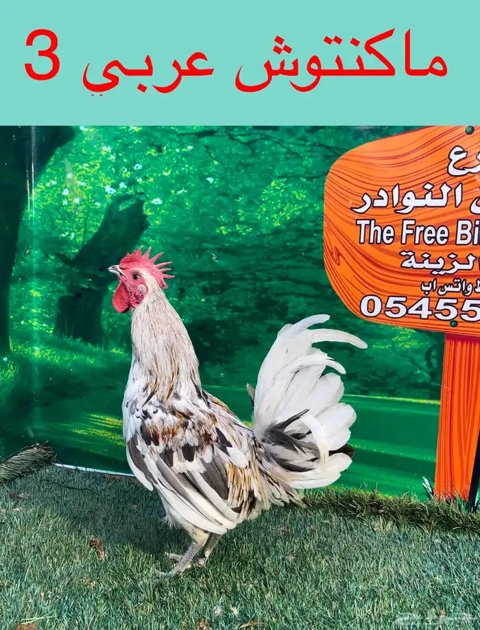 دجاج عربي ماكنتوش 29