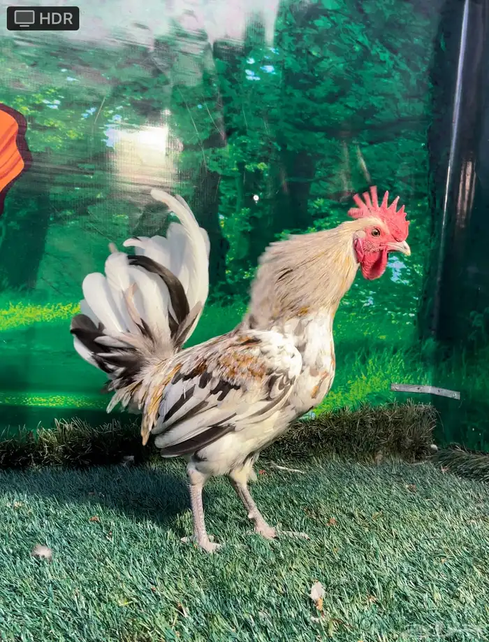 دجاج عربي ماكنتوش 27