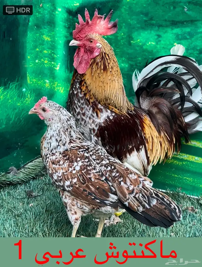 دجاج عربي ماكنتوش 60