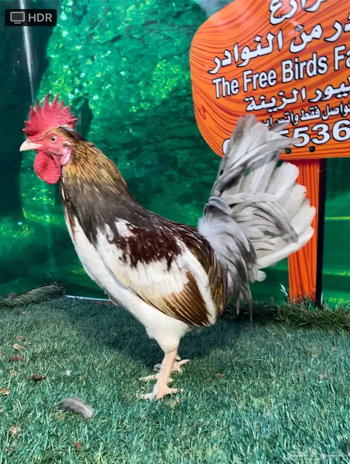 دجاج عربي ماكنتوش 86