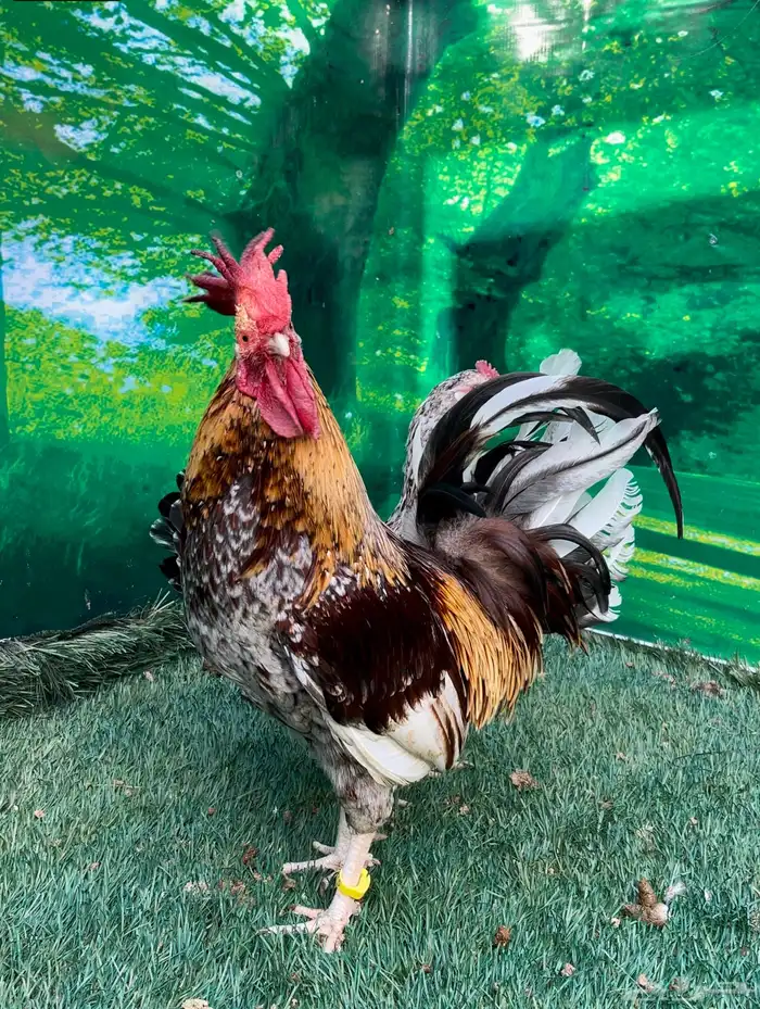 دجاج عربي ماكنتوش 58